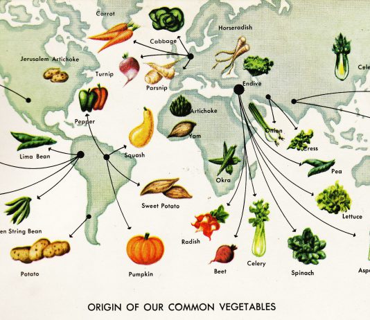 История каждого овоща на вашем столе, или почему лук считали священным растением