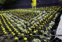 Тризуб в центре Павлограда расцвел тагетисами (ФОТОФАКТ)