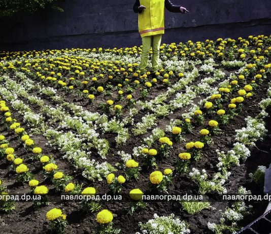 Тризуб в центре Павлограда расцвел тагетисами (ФОТОФАКТ)
