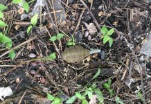 Житель Павлоградского района нашел … гранату