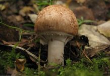 Специалисты сообщили, были ли в Павлограде случаи отравления грибами в этом году