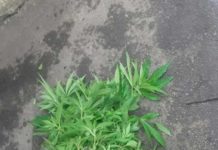 На Петропавловщине нашли посевы конопли