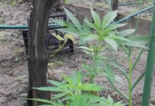 Какой штраф заплатит житель Павлоградщины за выращивание конопли?