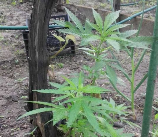 Какой штраф заплатит житель Павлоградщины за выращивание конопли?