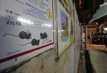 Крысы заражают людей: в Китае десятки людей уже заразились гепатитом Е