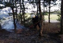 Шашлык или окурок могли стать причиной очередного пожара в павлоградском лесу