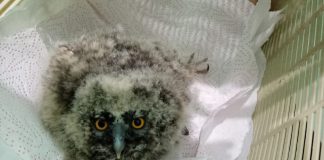 Совёнка из Павлограда спасали в Днепре, но безуспешно