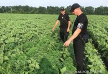 На Юрьевщине полиция обнаружила около 6 тыс. растений конопли