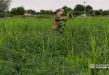 В Павлограде нашли плантацию с «урожаем» конопли на 2 млн грн (ВИДЕО)