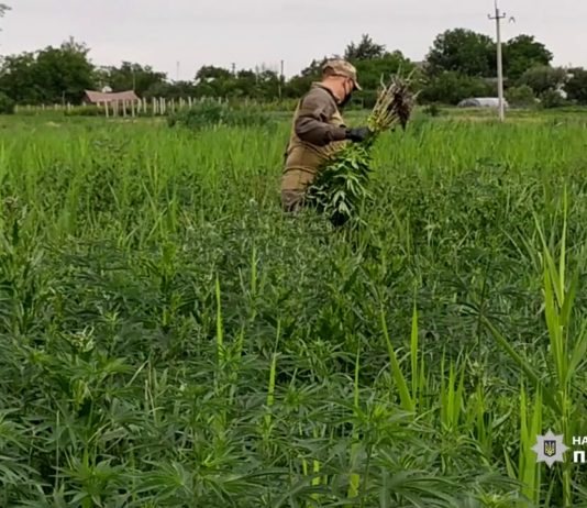 В Павлограде нашли плантацию с «урожаем» конопли на 2 млн грн (ВИДЕО)