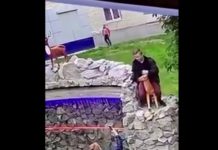 В Павлограде подростки-вандалы оторвали рога декоративному оленю (ВИДЕО)