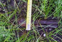 В Павлограде прохожий нашёл старую мину