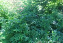 В Западном Донбассе изъяли конопли на 180 тыс. грн