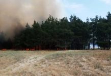 В Павлограде снова выгорела значительная часть леса (ФОТО и ВИДЕО)