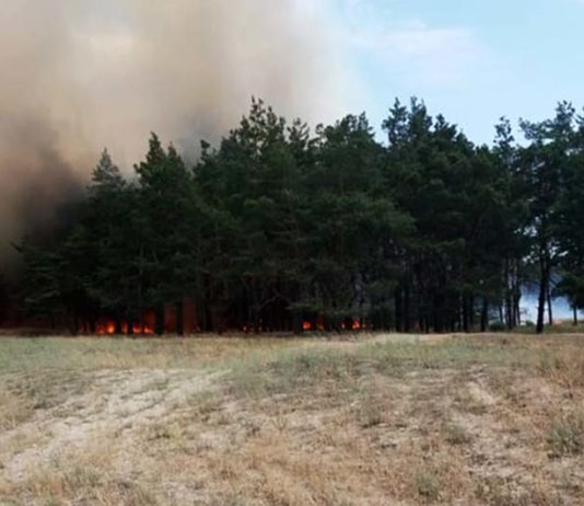 В Павлограде снова выгорела значительная часть леса (ФОТО и ВИДЕО)