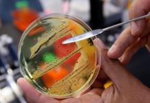 В Павлограде зафиксировали случаи сальмонеллёза