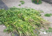 В Павлограде во дворе у женщины выявили запрещенный «урожай»