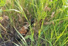 Во время купания в Волчьей нашли два опасных предмета