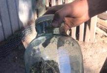 В Петропавловском районе полицейские уничтожили более тысячи растений конопли