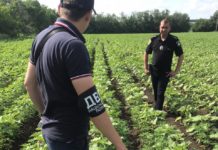 В Кочережках посреди поля «пряталась» конопля