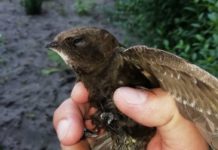 Спасательная операция: с балкона пенсионерки снимали дикую птицу