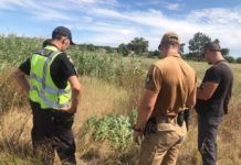 В Павлограде неизвестные засадили поле коноплей