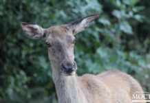 На территории Павлоградского химзавода дикие животные размножаются невиданными темпами