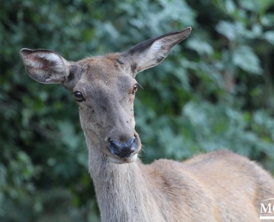На территории Павлоградского химзавода дикие животные размножаются невиданными темпами