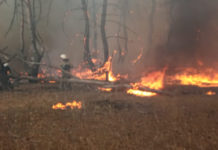 С 20 августа въезд в леса Павлоградщины запрещен