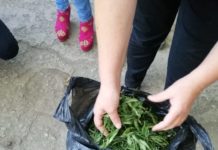 У павлоградца дома нашли полкило марихуаны