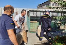 Павлоградские спасатели приехали с подарками в «приют» для бездомных животных