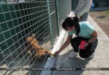 Все больше павлоградцев берут себе собаку из приюта