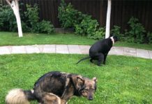 В Украине предлагают штрафовать людей, которые не убирают за домашними животными