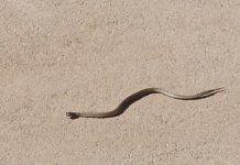 В Павлограде на территории школы заметили змею