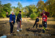 В одном из парков Павлограда высадили плантацию павловний
