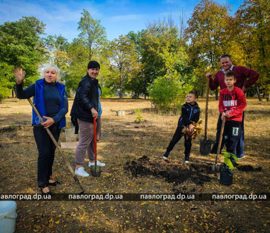В одном из парков Павлограда высадили плантацию павловний