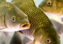 С ноября рыбакам Днепропетровщины ограничили места ловли рыбы