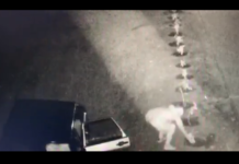 Жители Богуслава «прославились» кражей роз с общественной клумбы (ВИДЕО)