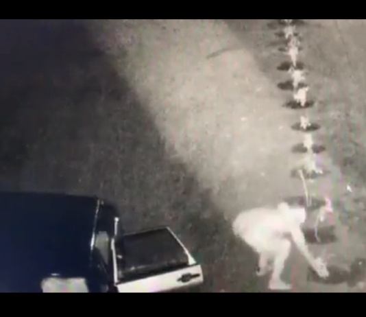 Жители Богуслава «прославились» кражей роз с общественной клумбы (ВИДЕО)