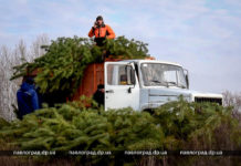 В Павлоград привезли «зелёные» для городской ёлки