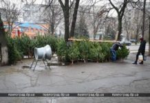 В Павлограде открылись елочные рынки: сколько стоит новогоднее дерево?