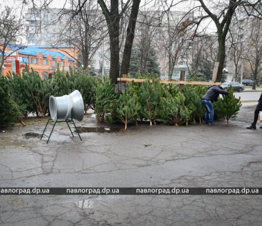 В Павлограде открылись елочные рынки: сколько стоит новогоднее дерево?
