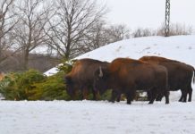 Главную павлоградскую ёлку съедят бизоны и лошади Пржевальского