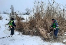 Популярные места отдыха павлоградцев очистили от камыша