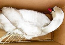 Стала известна судьба лебедя, спасенного павлоградцами