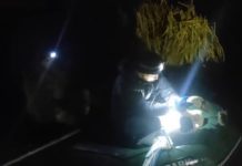 На Самаре спасли лебедя с перебитым крылом (ВИДЕО)