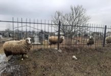 Скандал на погосте: павлоградец выпасал овец на древнем кладбище в Павлограде