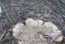 На Павлоградщине воруют деревья