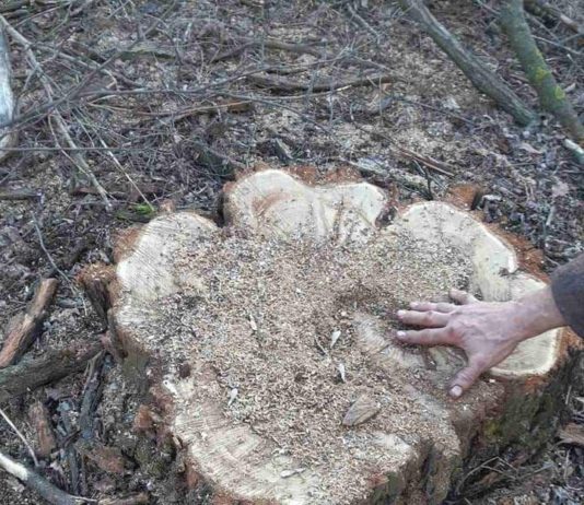 На Павлоградщине воруют деревья