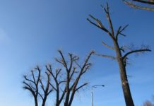 Вторая жизнь дерева: павлоградские коммунальщики проводят обрезку